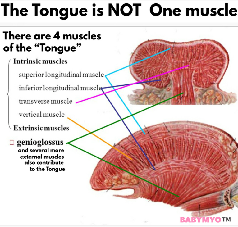 The Power Of The Tonguefrom A Physical Perspective. - Townsville 